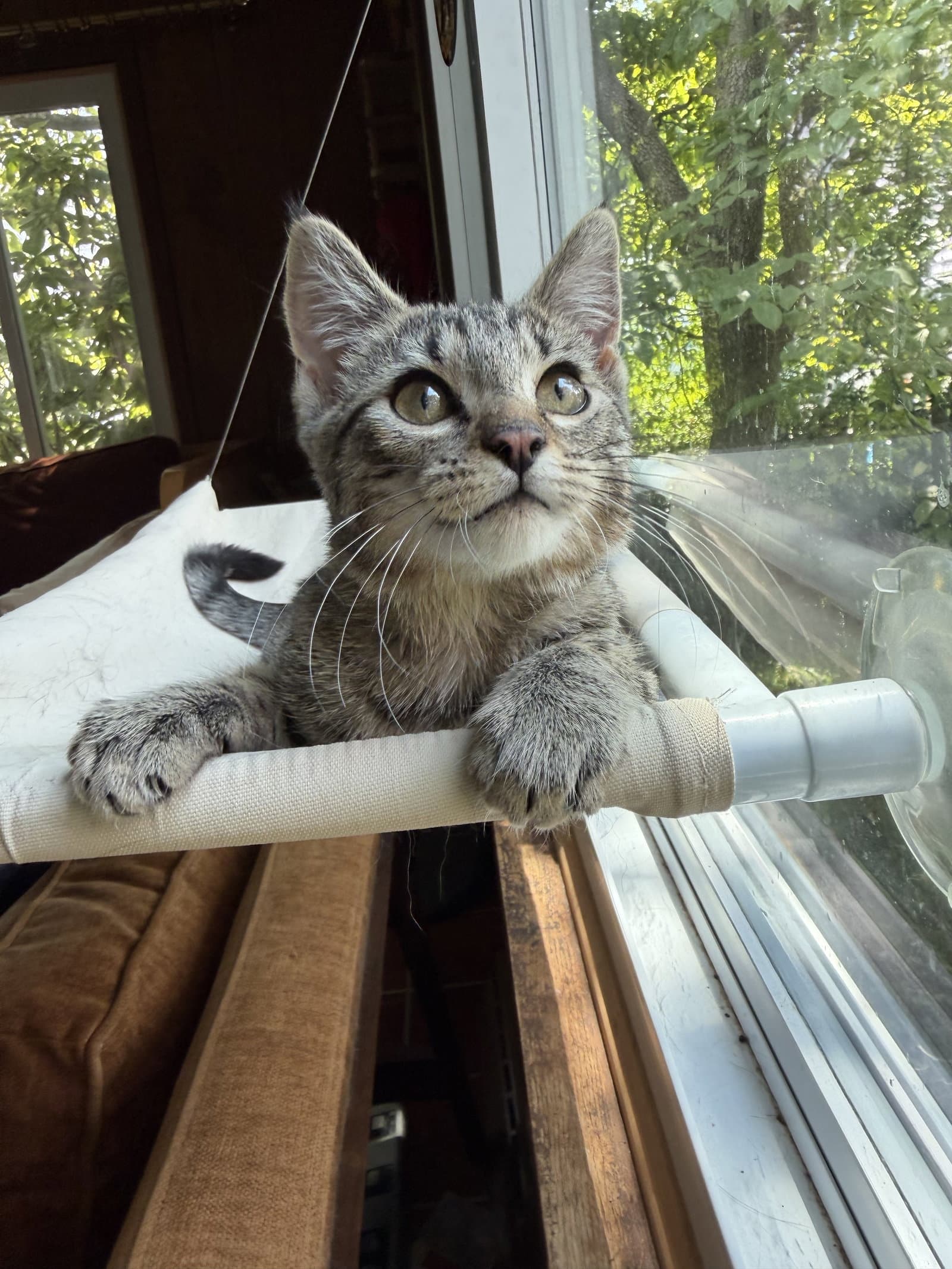 Angelina - Domestic Short Hair