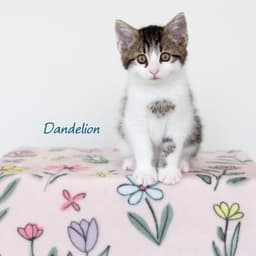 Dandelion image 1