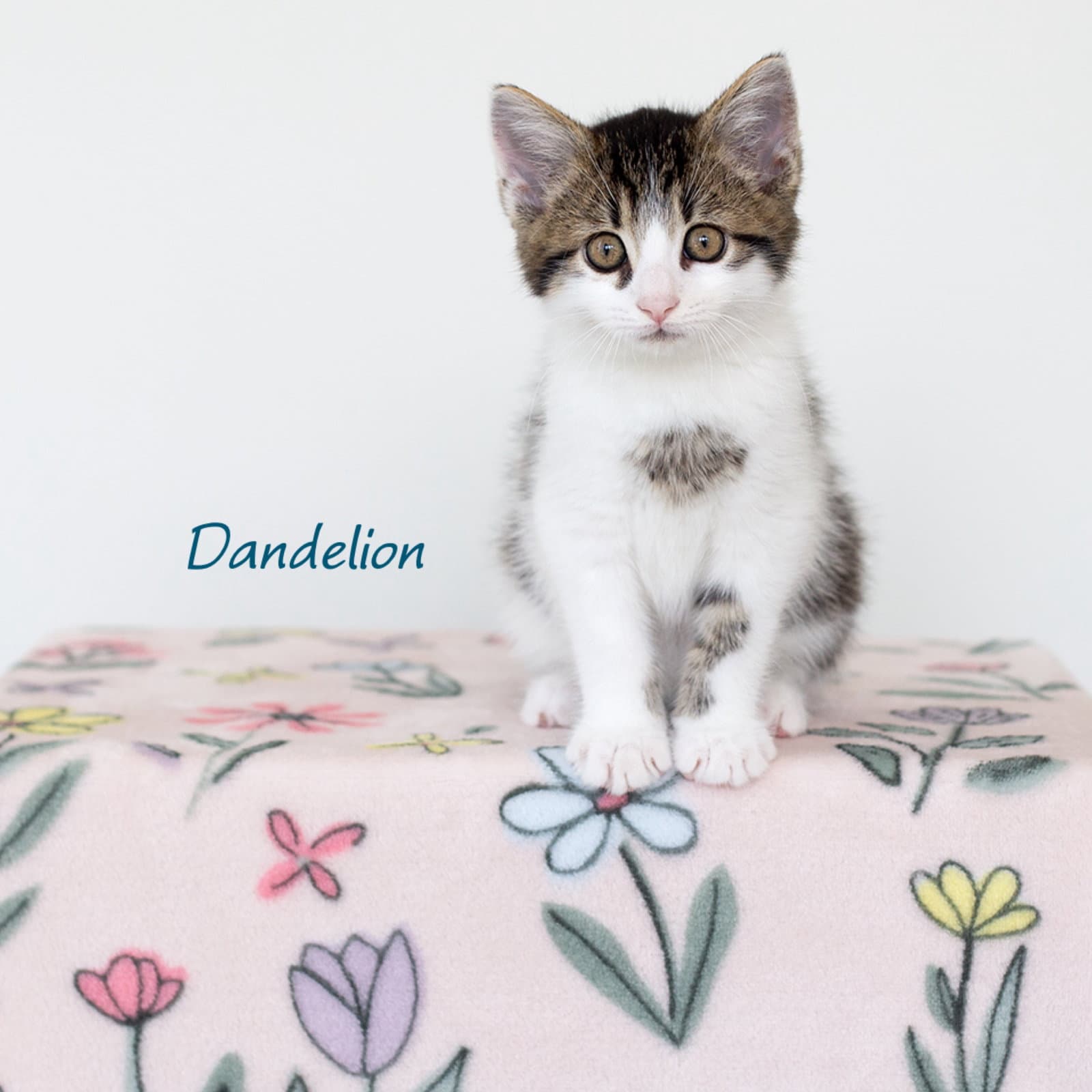 Dandelion - Domestic Short Hair