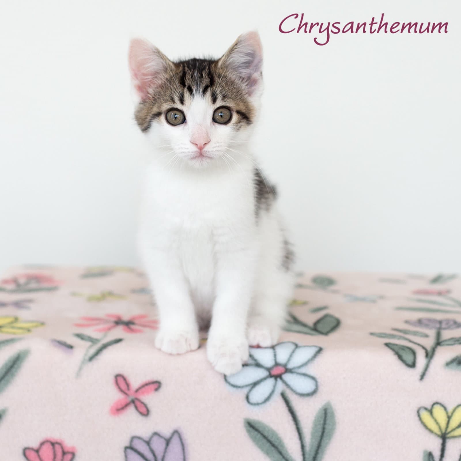 Chrysanthemum - Domestic Short Hair