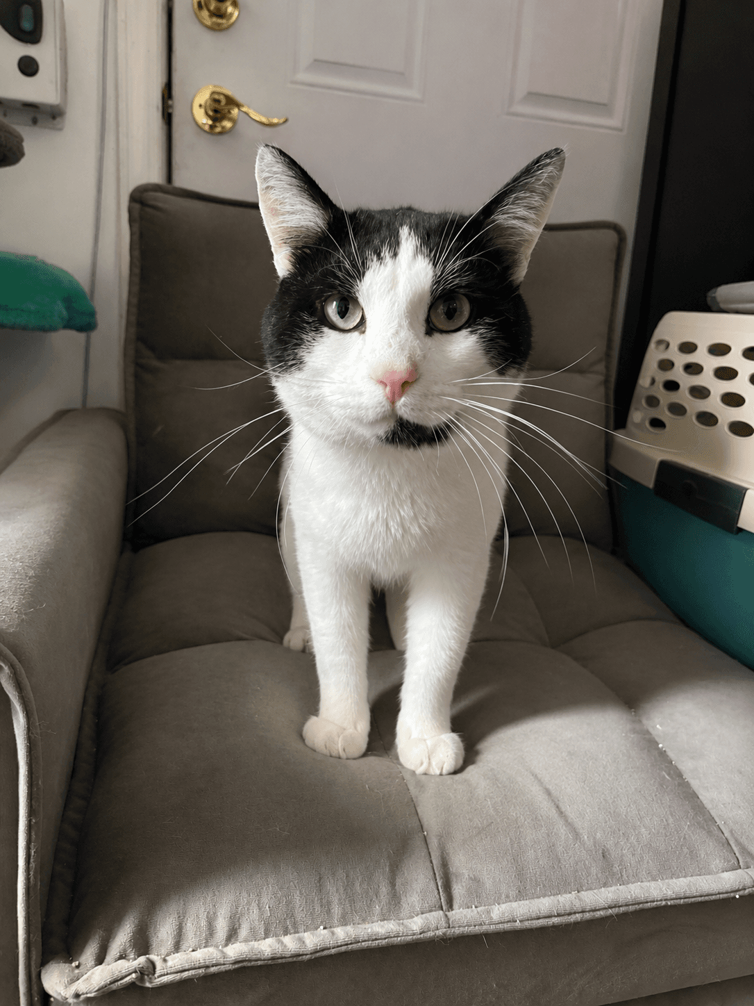 Knuckles - Domestic Short Hair