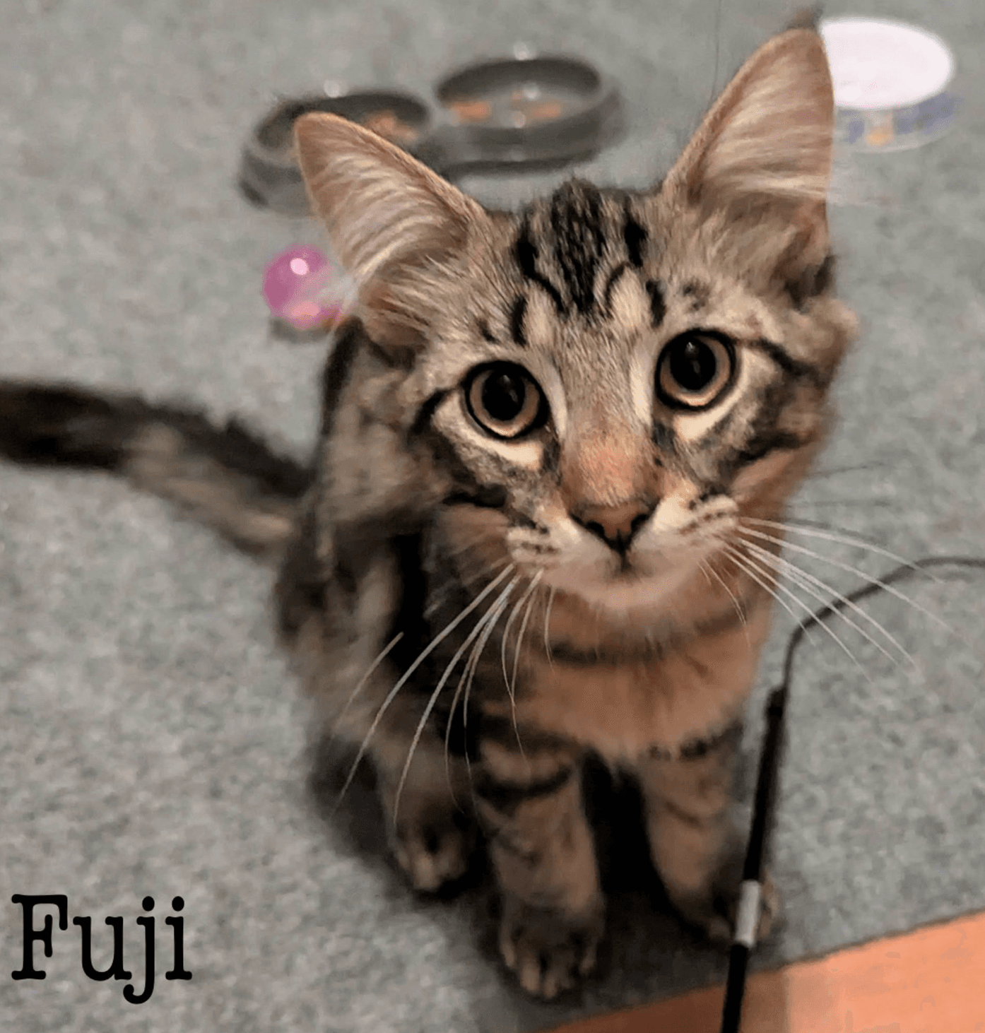 Fuji - Domestic Short Hair