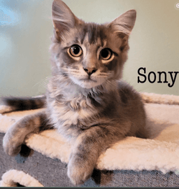Sony image 1