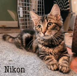 Nikon image 1