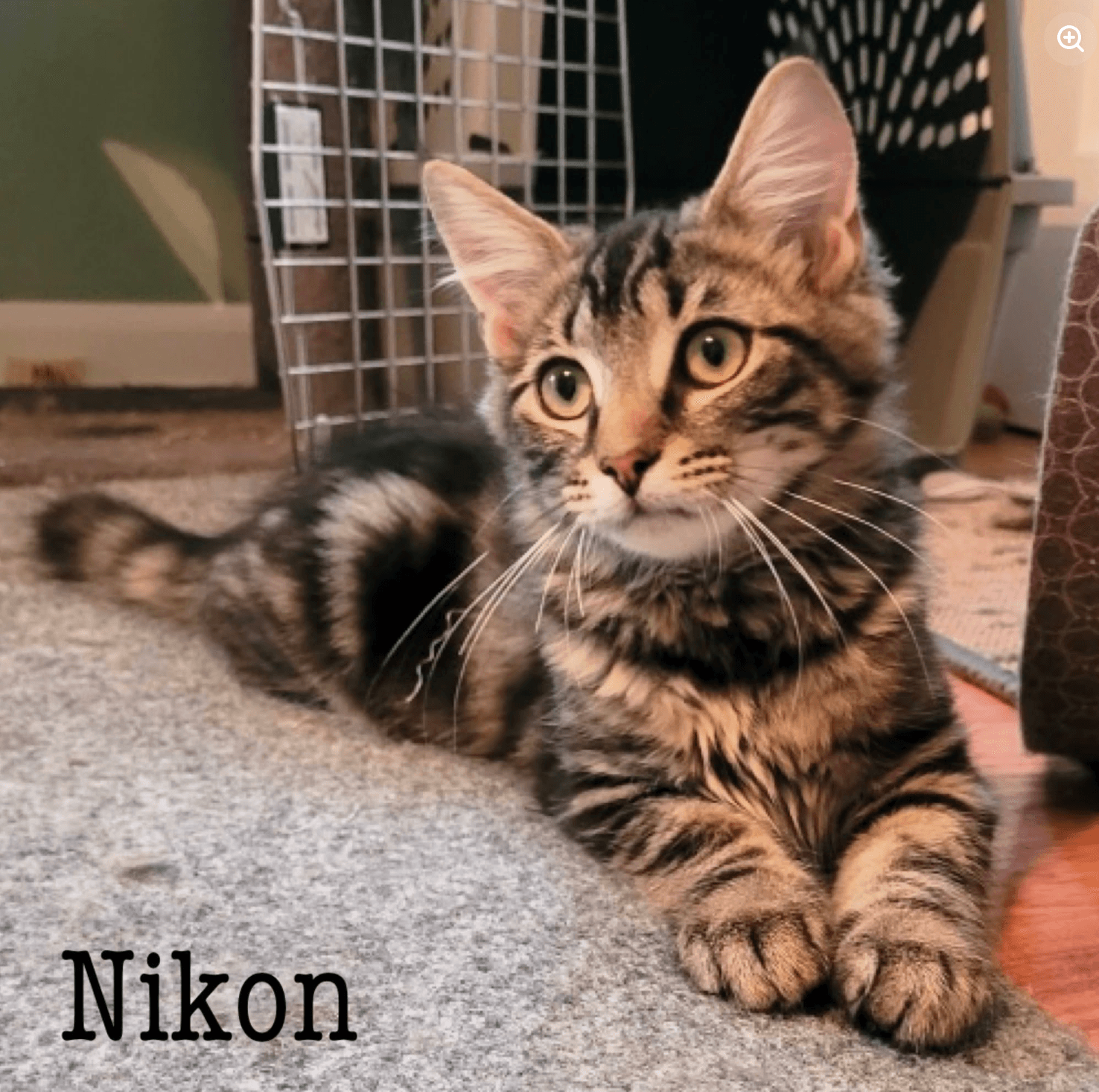 Nikon - Domestic Short Hair