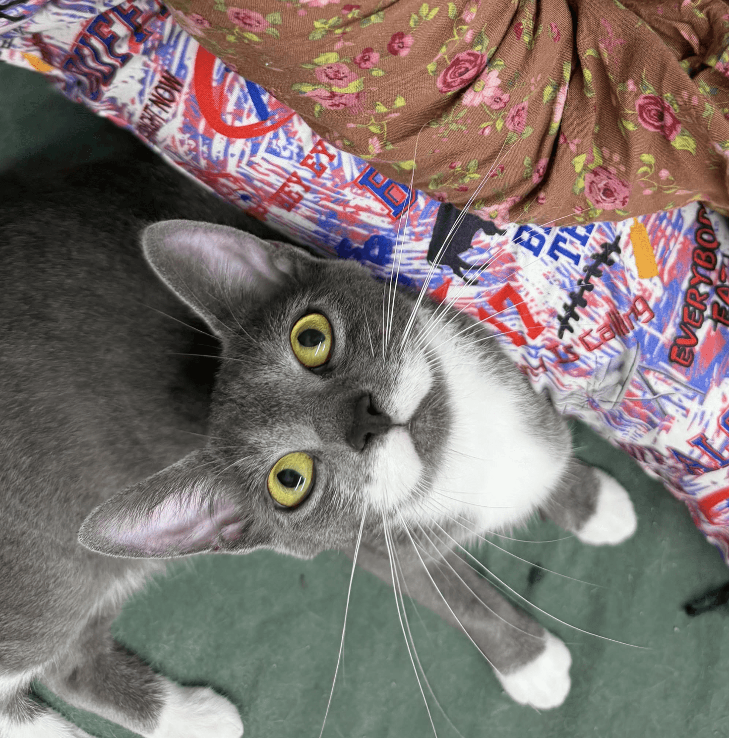 May - Domestic Short Hair
