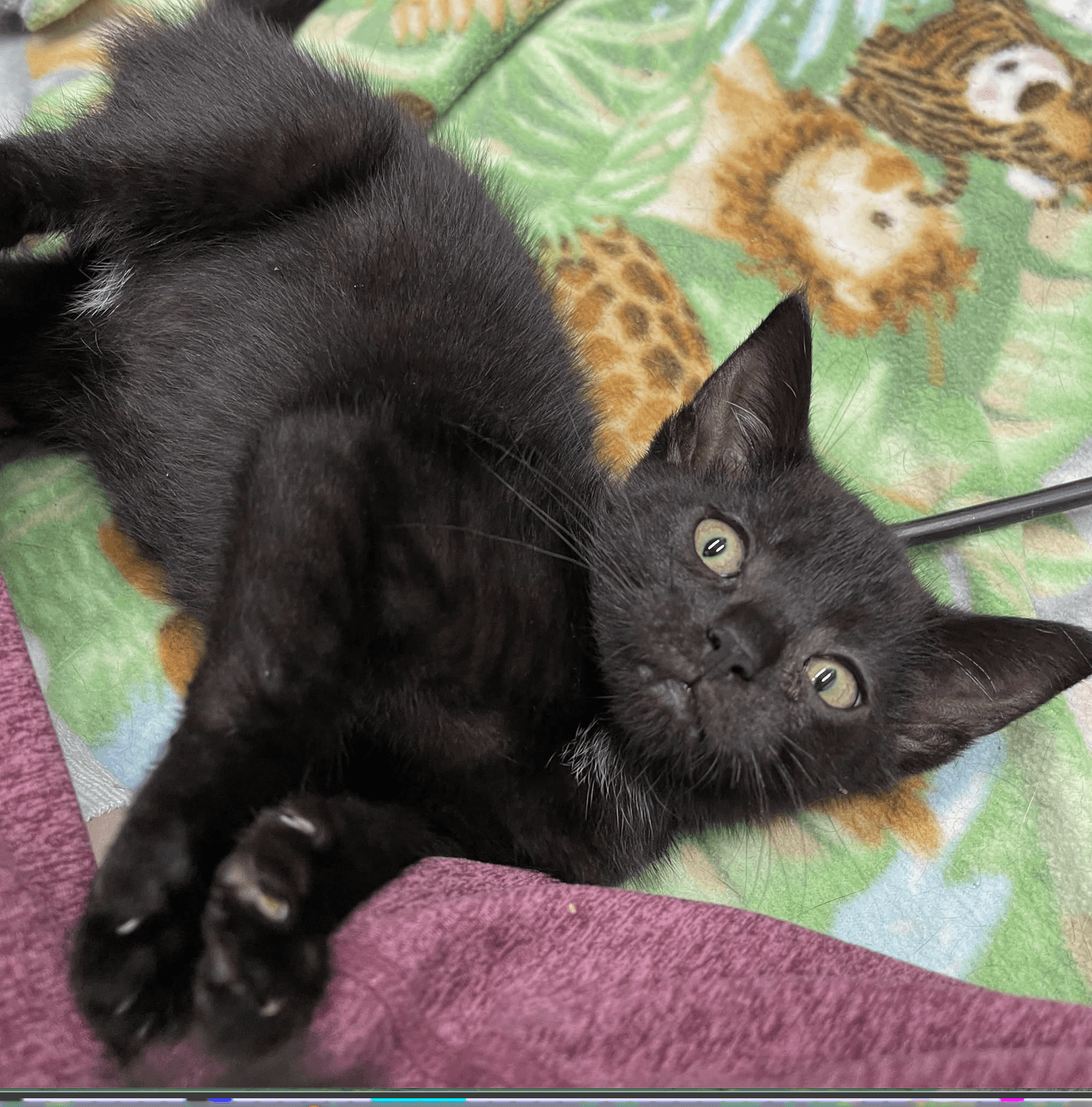 Ernie - Domestic Short Hair