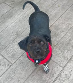 Buddy image 1