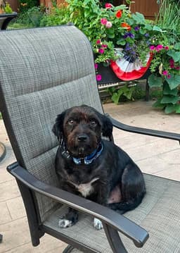 Buddy image 2