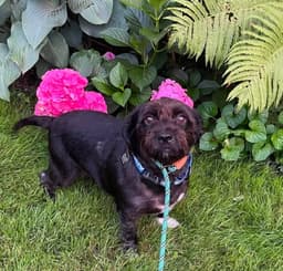 Buddy image 3