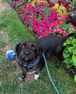Buddy image 4