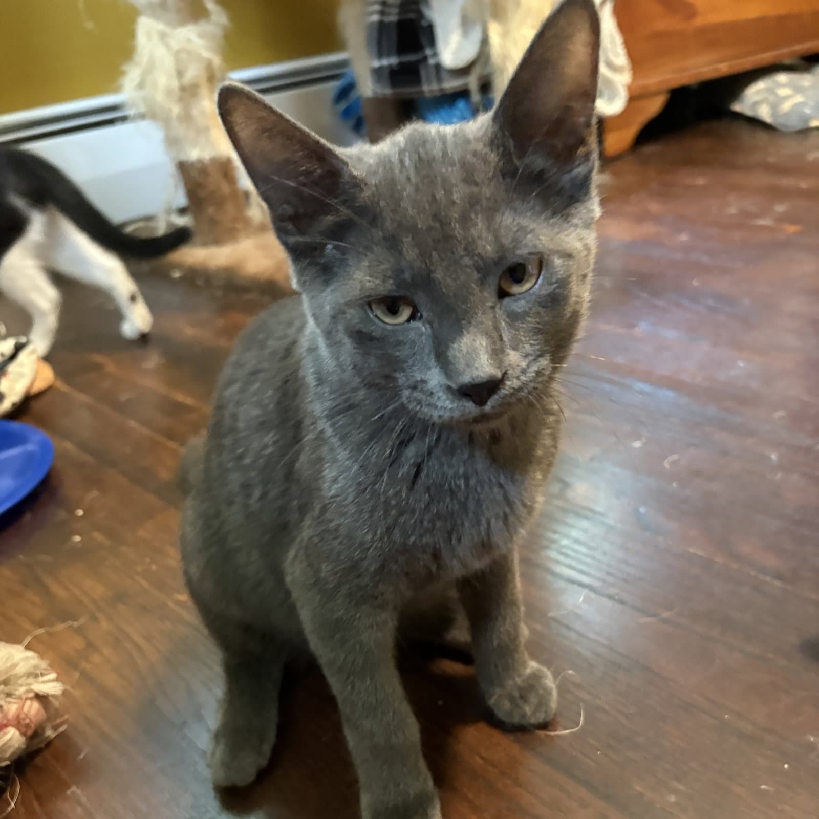 Stanley - Domestic Short Hair
