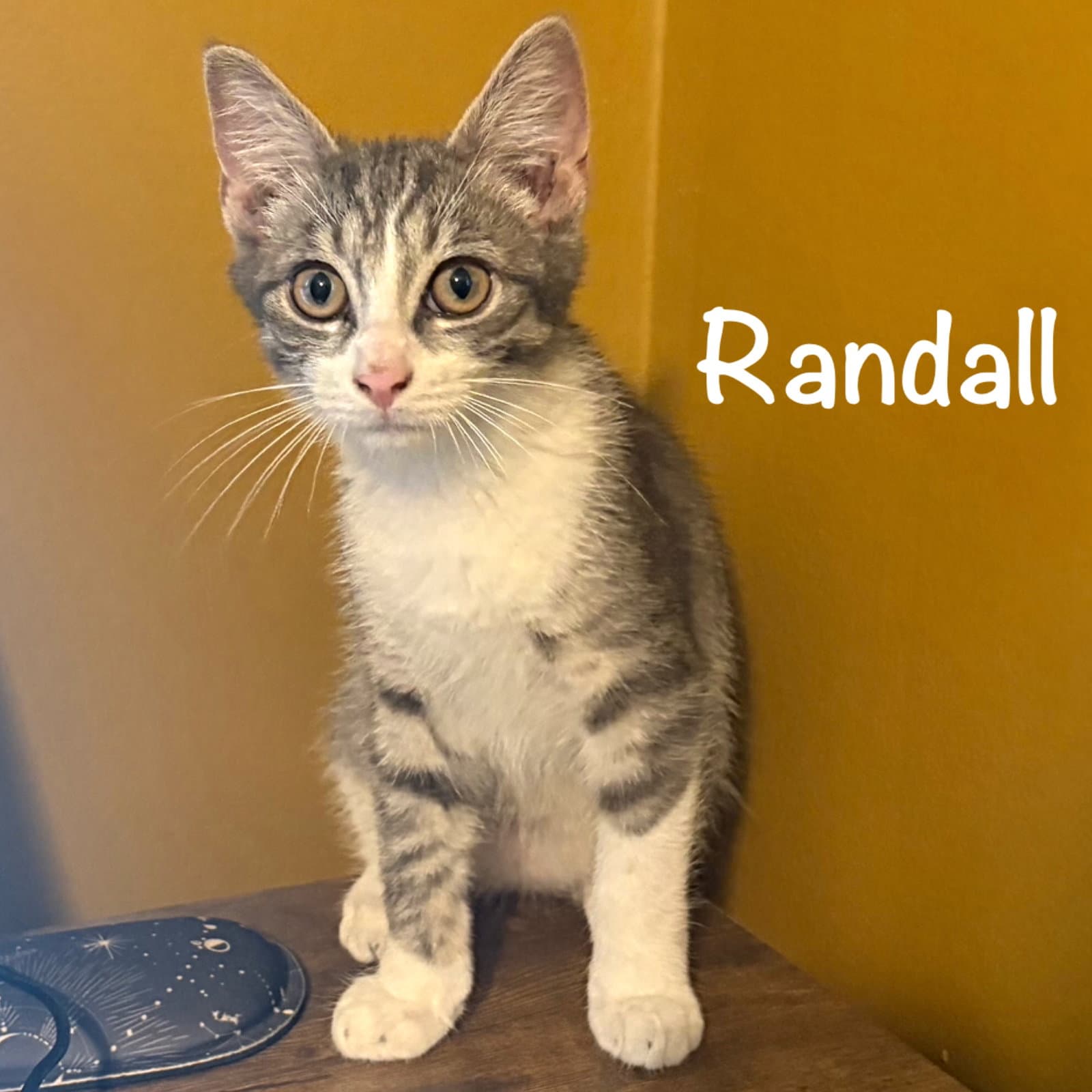 Randall - Domestic Short Hair
