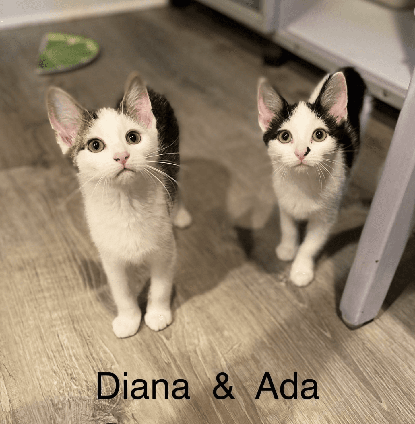 Ada - Domestic Short Hair
