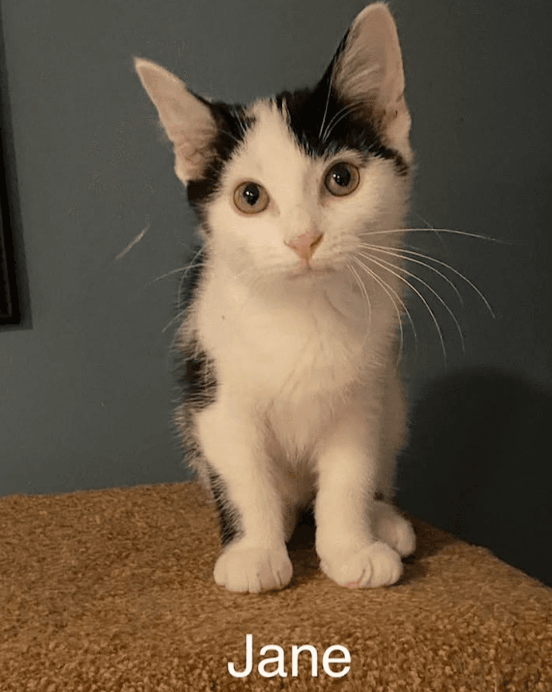 Jane - Domestic Short Hair