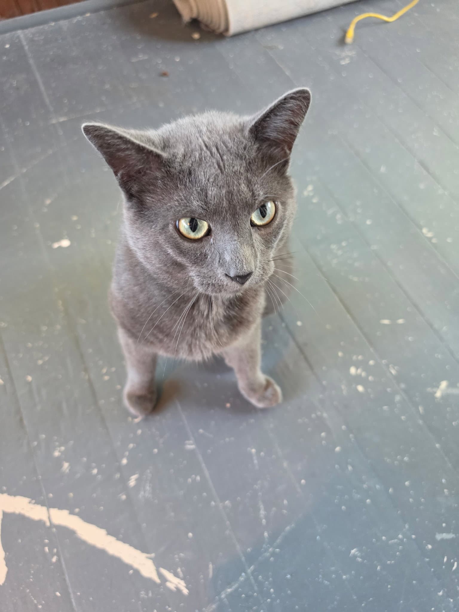 Ivan - Domestic Short Hair
