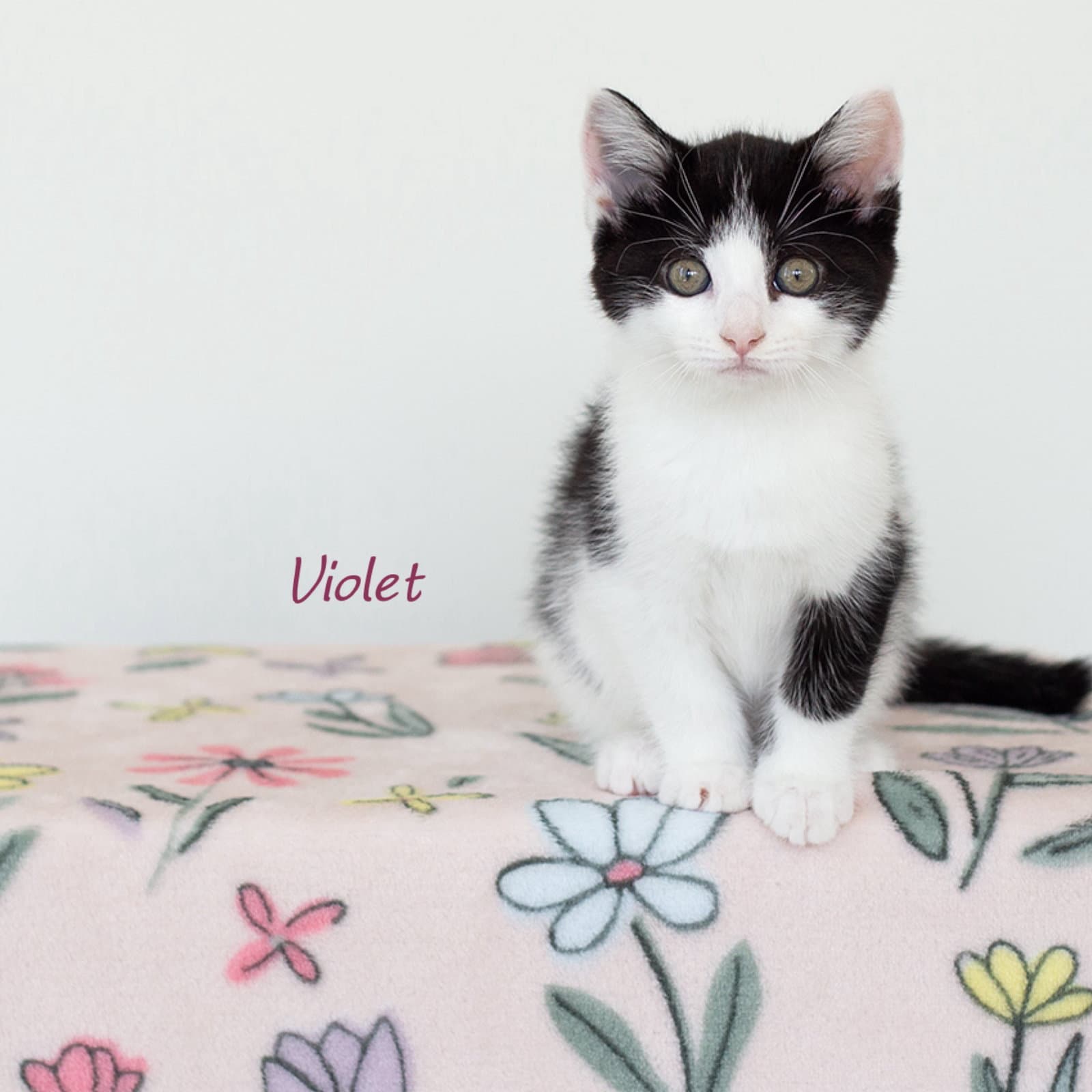 Violet - Domestic Short Hair