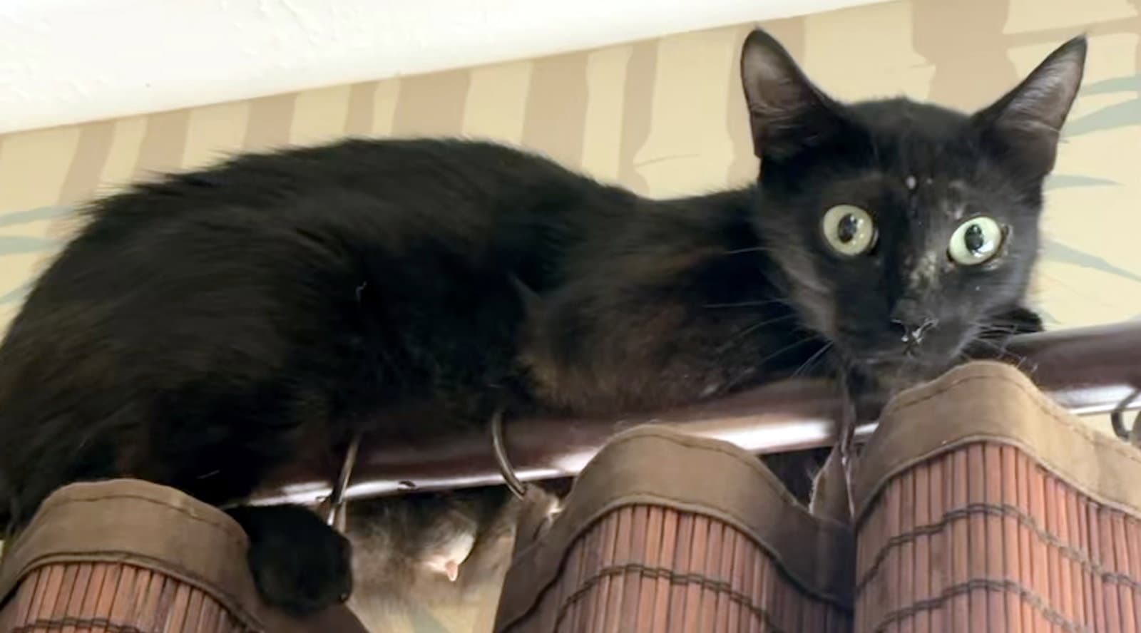 Sarah - Domestic Short Hair