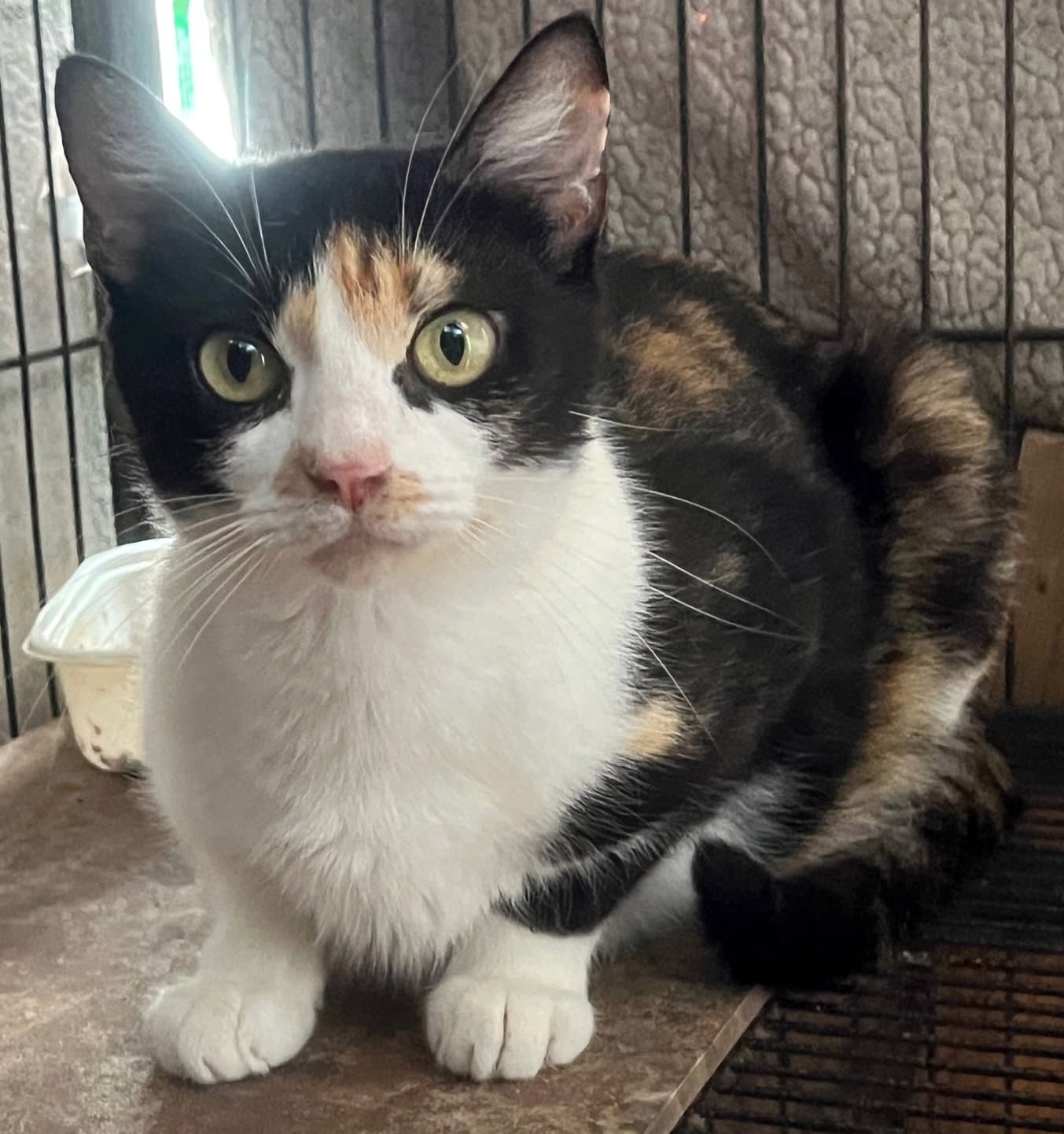 Cc - Calico