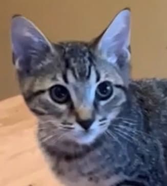 Colby - Tabby