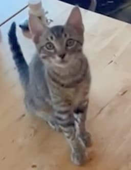Colby image 4