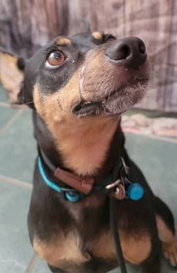 Rosco image 1