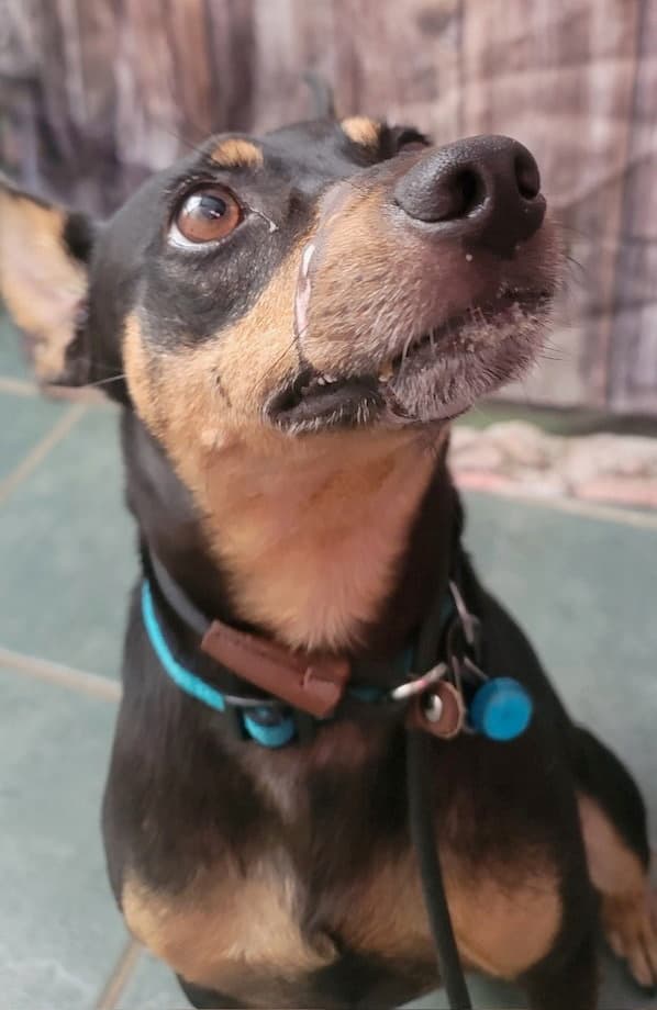 Rosco - Lancashire Heeler