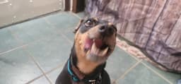 Rosco image 3