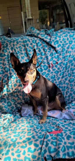 Rosco image 2
