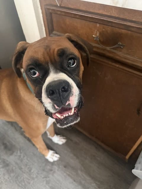 Drogo - Boxer