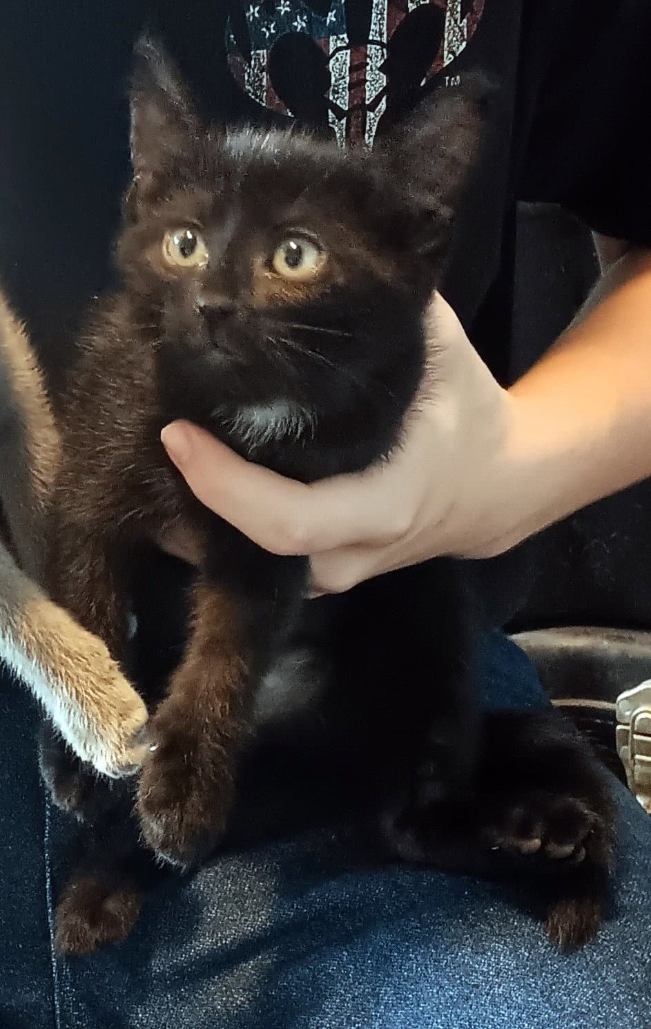 Shiloh - Domestic Short Hair