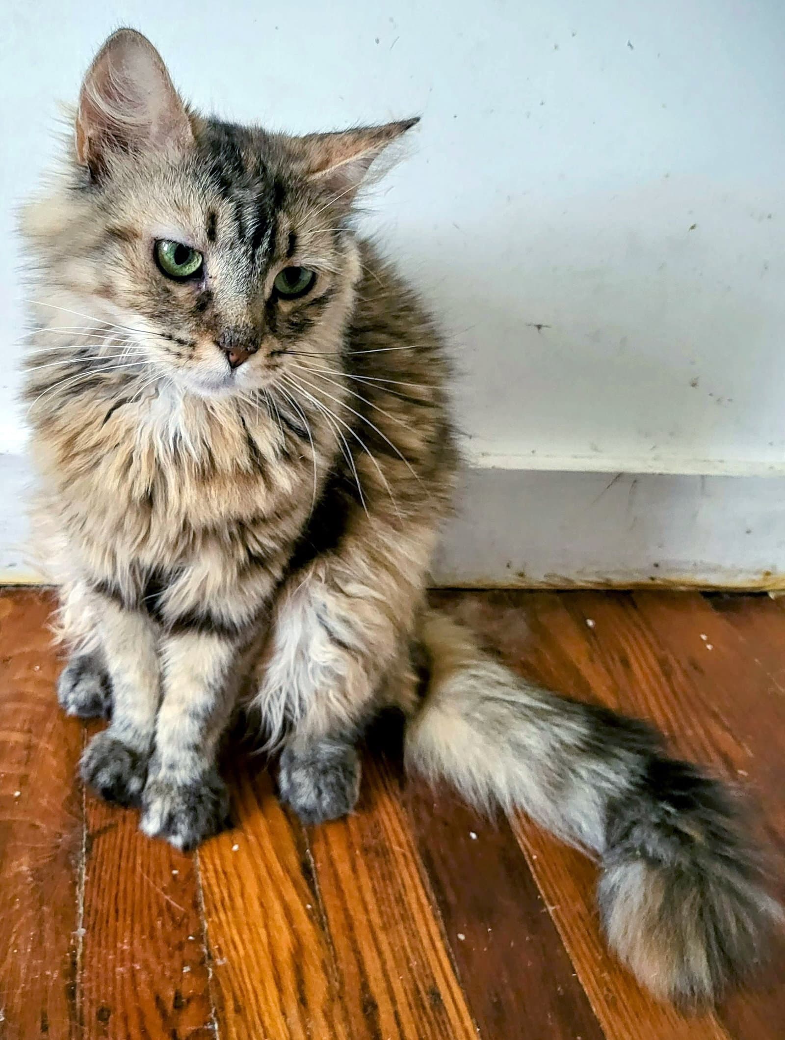 Faye - Domestic Long Hair