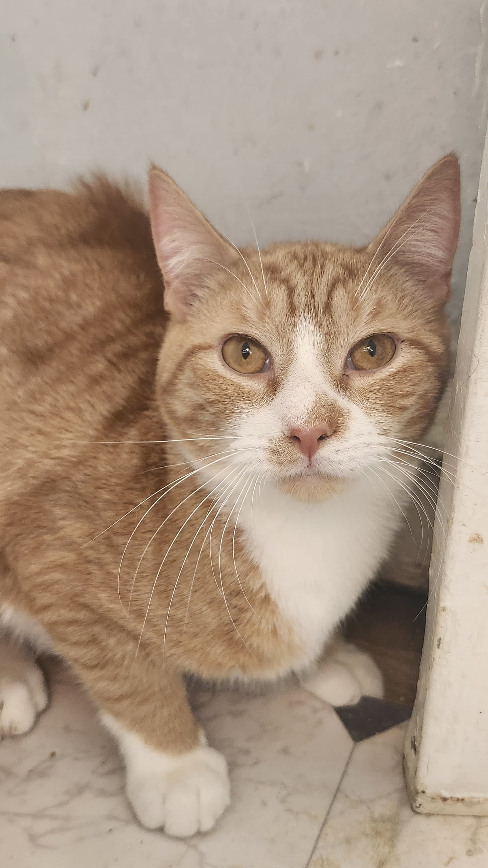 Michelangelo - Domestic Short Hair