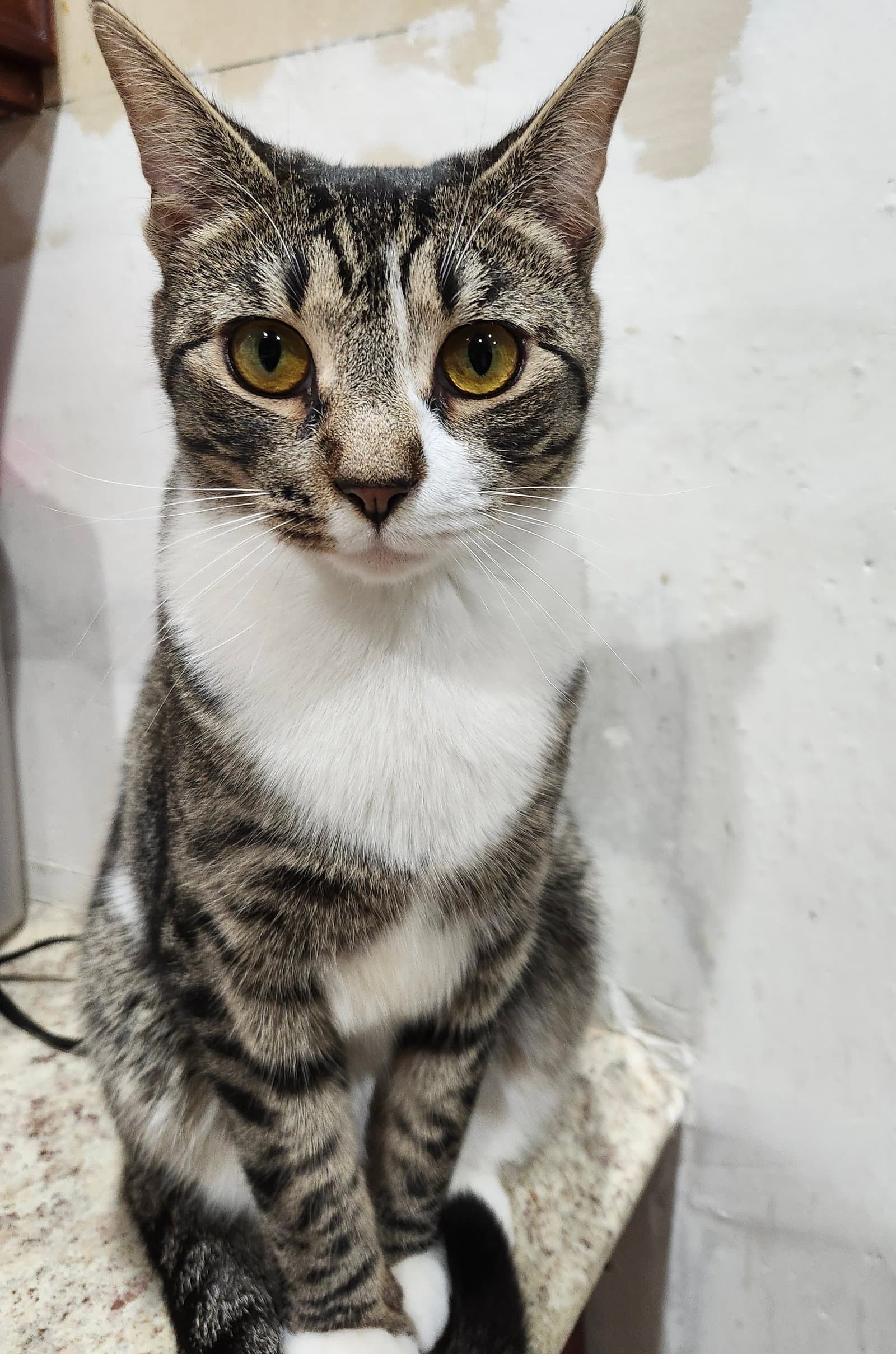 Sushi - Domestic Short Hair