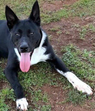 Ferdinand - Carolina Dog