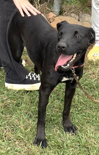 Millie - Labrador Retriever