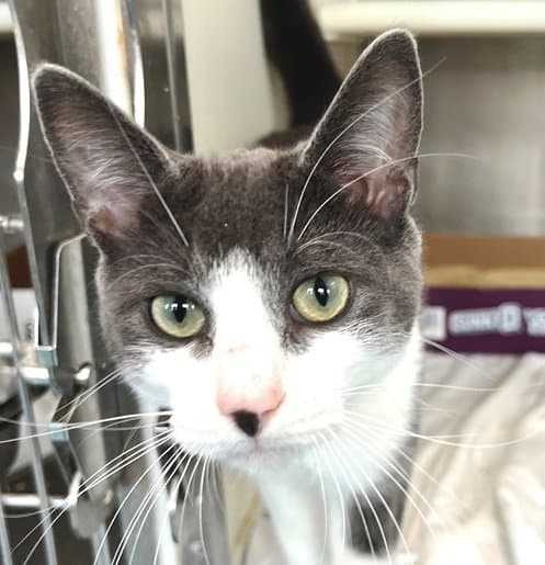 George - Domestic Short Hair