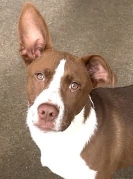 Corbin - Pit Bull Terrier