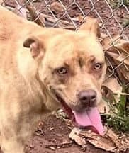 Ripple - Pit Bull Terrier
