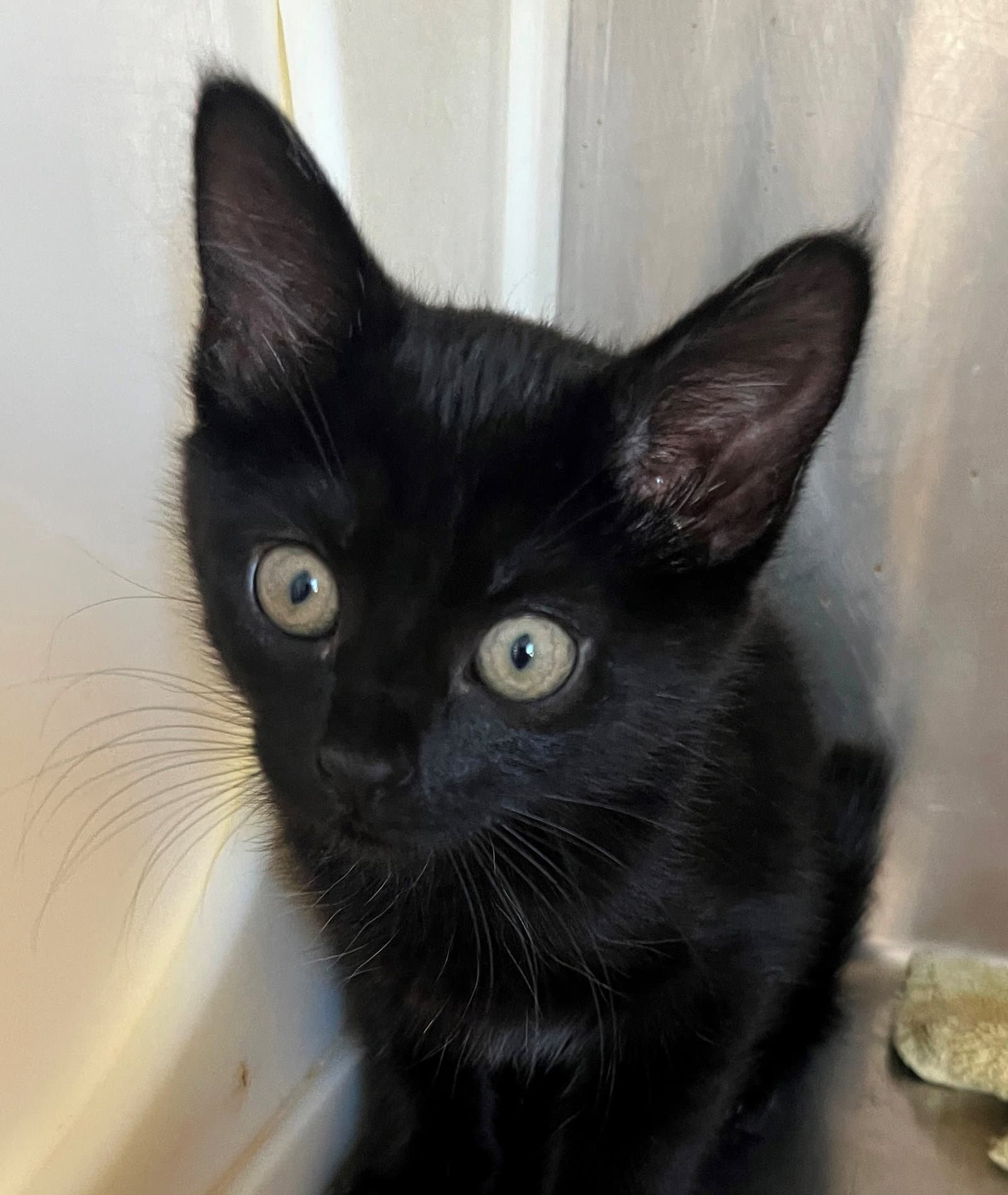 Luna - Domestic Short Hair
