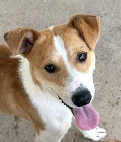 Finn - Collie