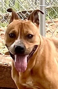 Nico - Pit Bull Terrier