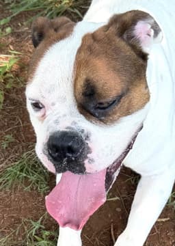 Bowser image 1