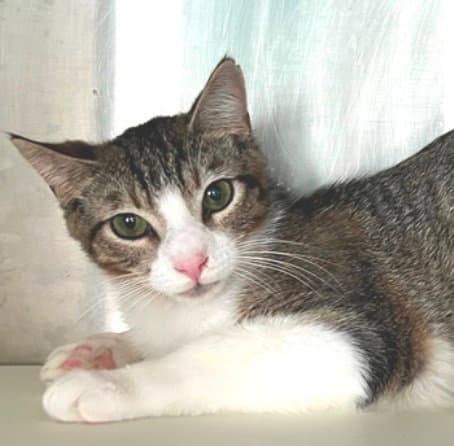 Barney - Tabby