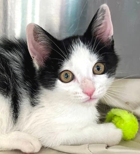 Wanda - Domestic Short Hair