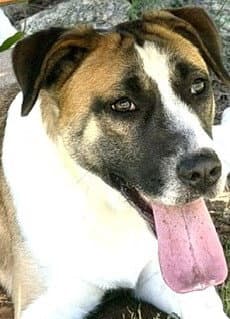 Cressida - Black Mouth Cur