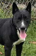 Fido - Carolina Dog