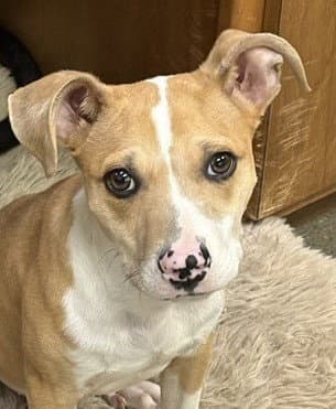 Uno - Pit Bull Terrier