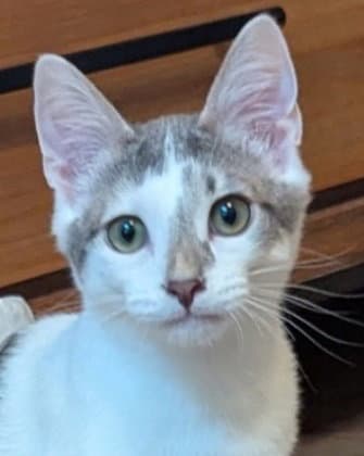 Mars - Domestic Short Hair