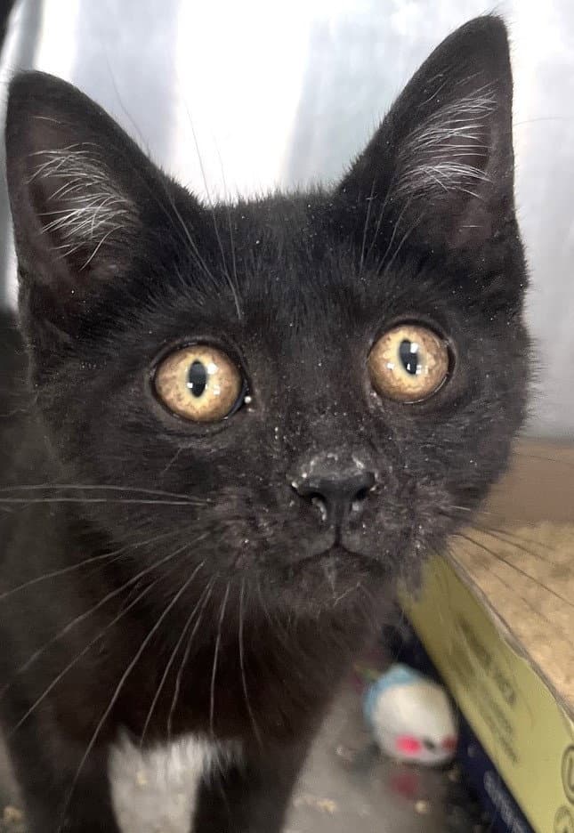 Sabine - Domestic Short Hair